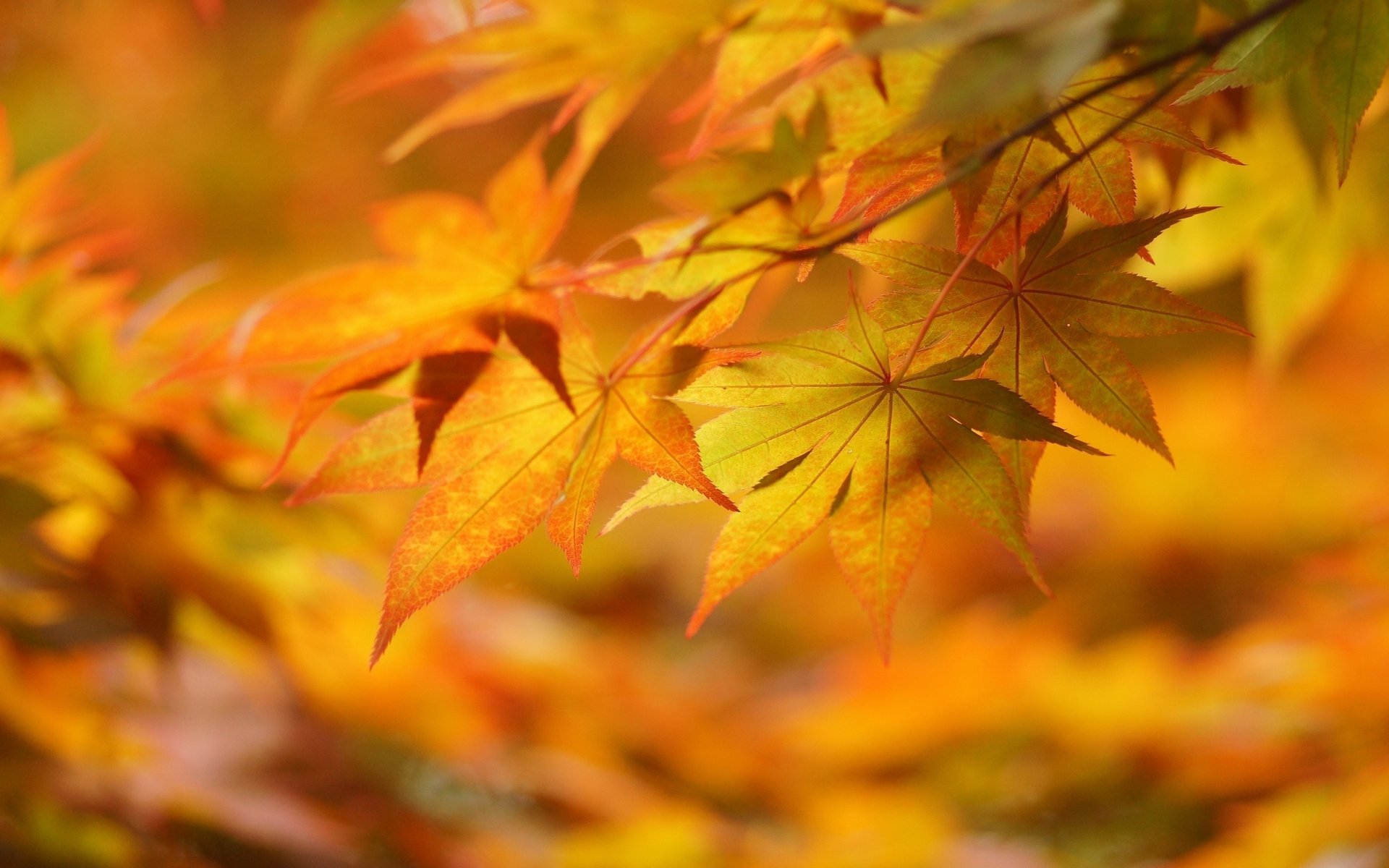 automne jaune gros plan feuilles