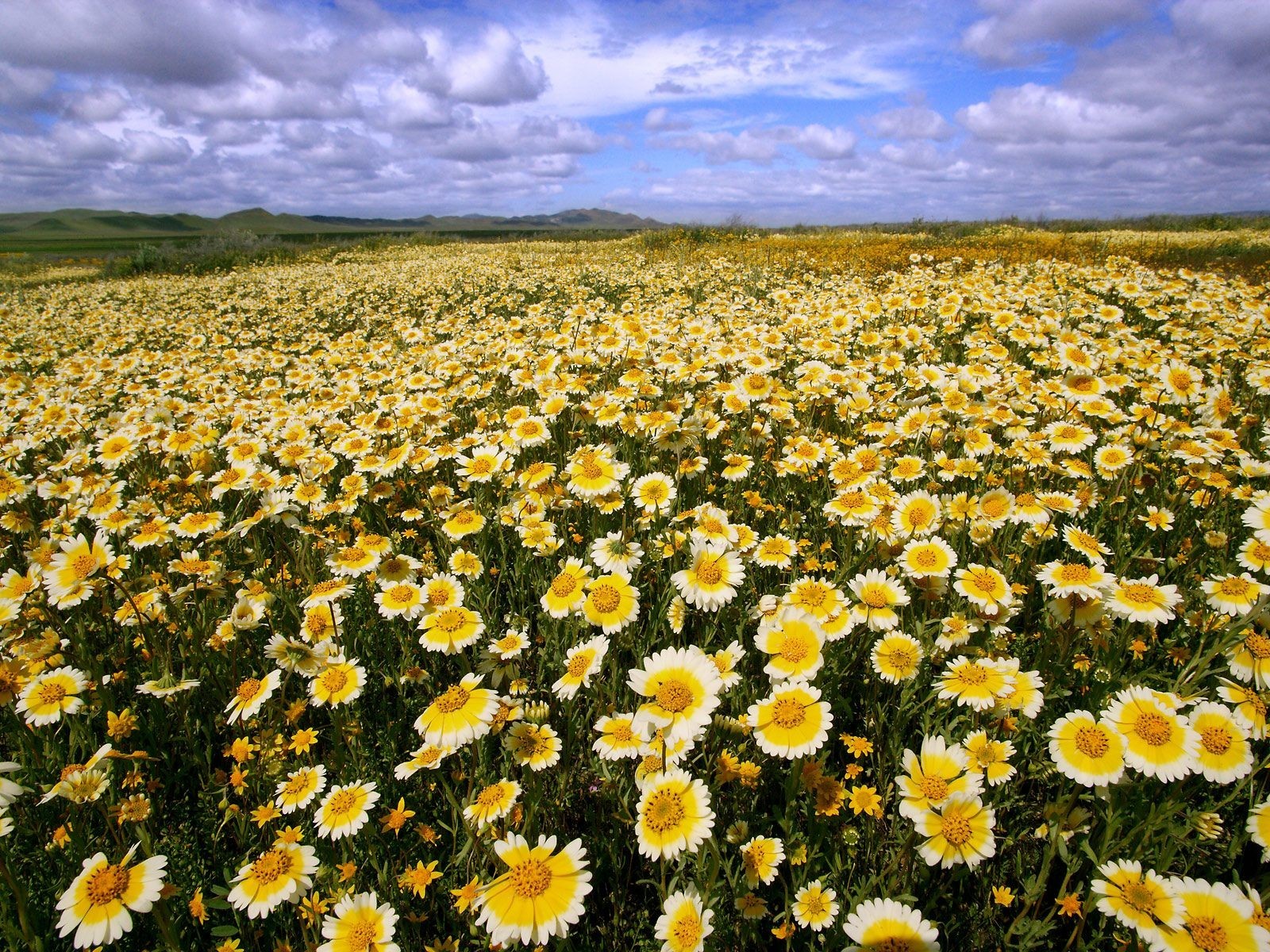 california chamomile sky