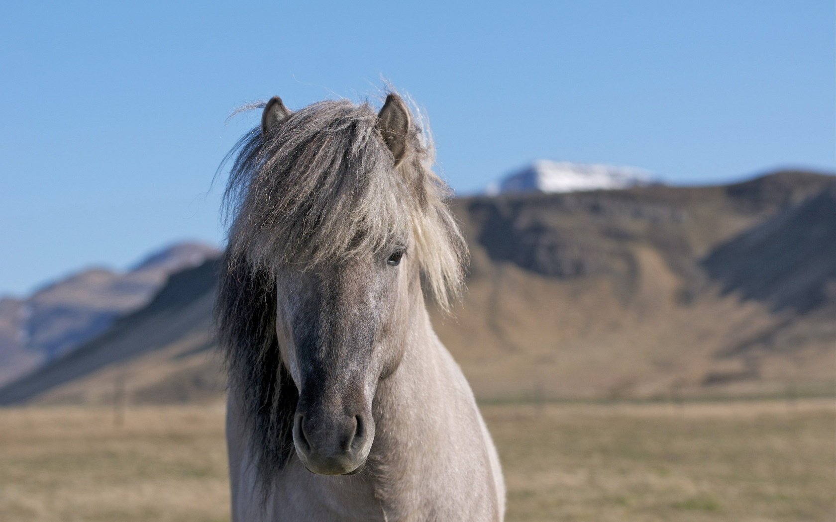 hermoso caballo