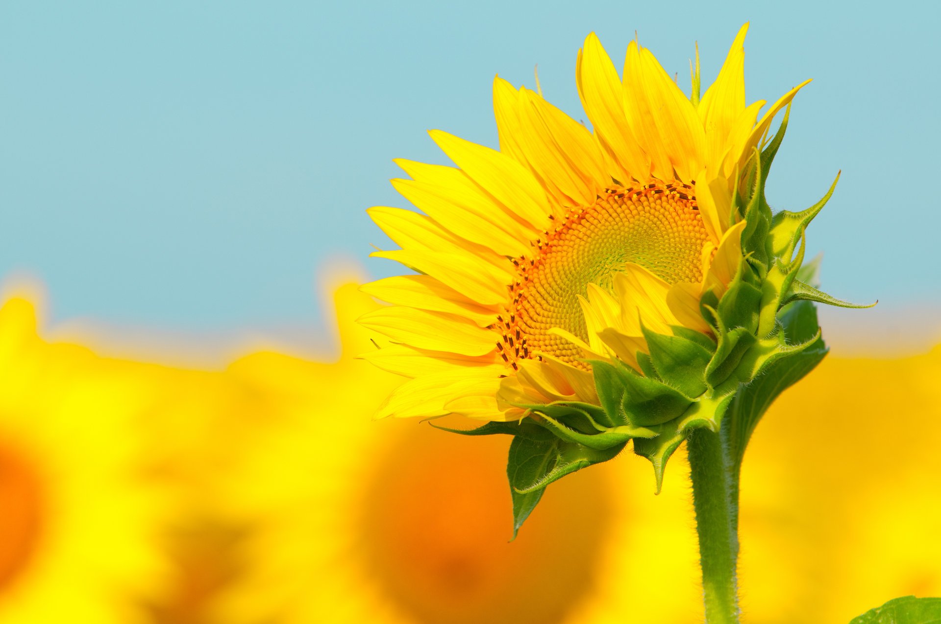 tem sunflower bokeh