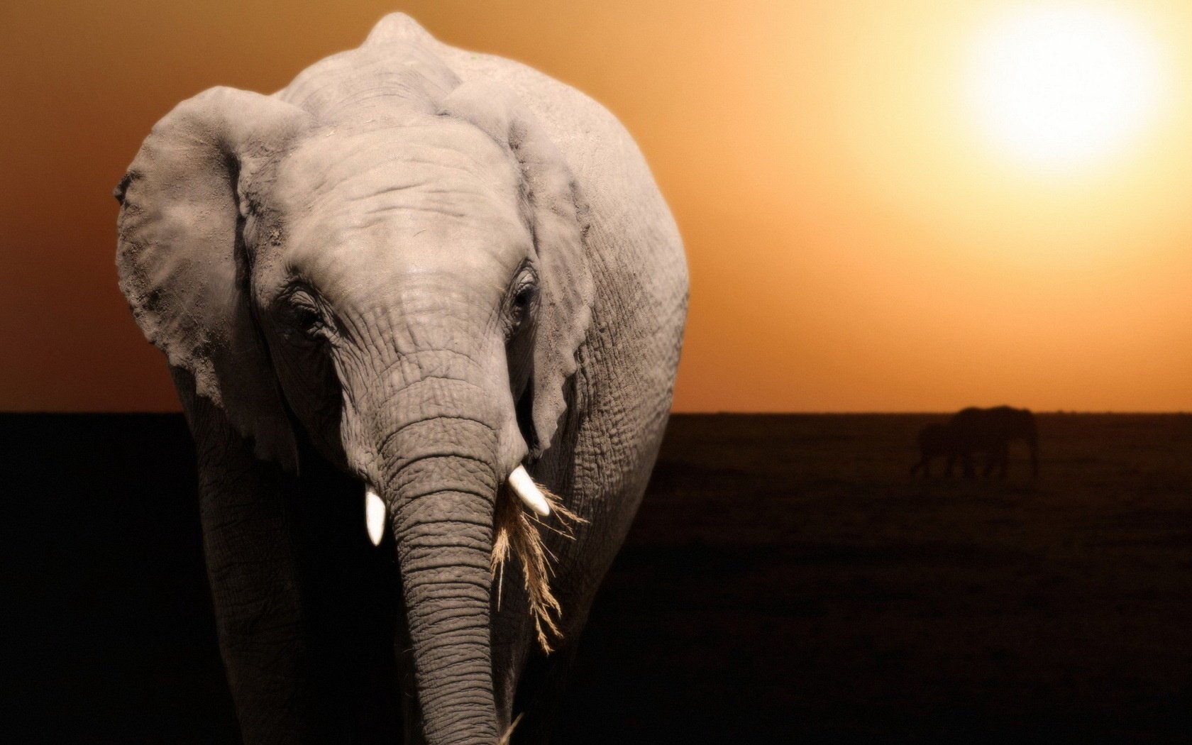 background nature elephant