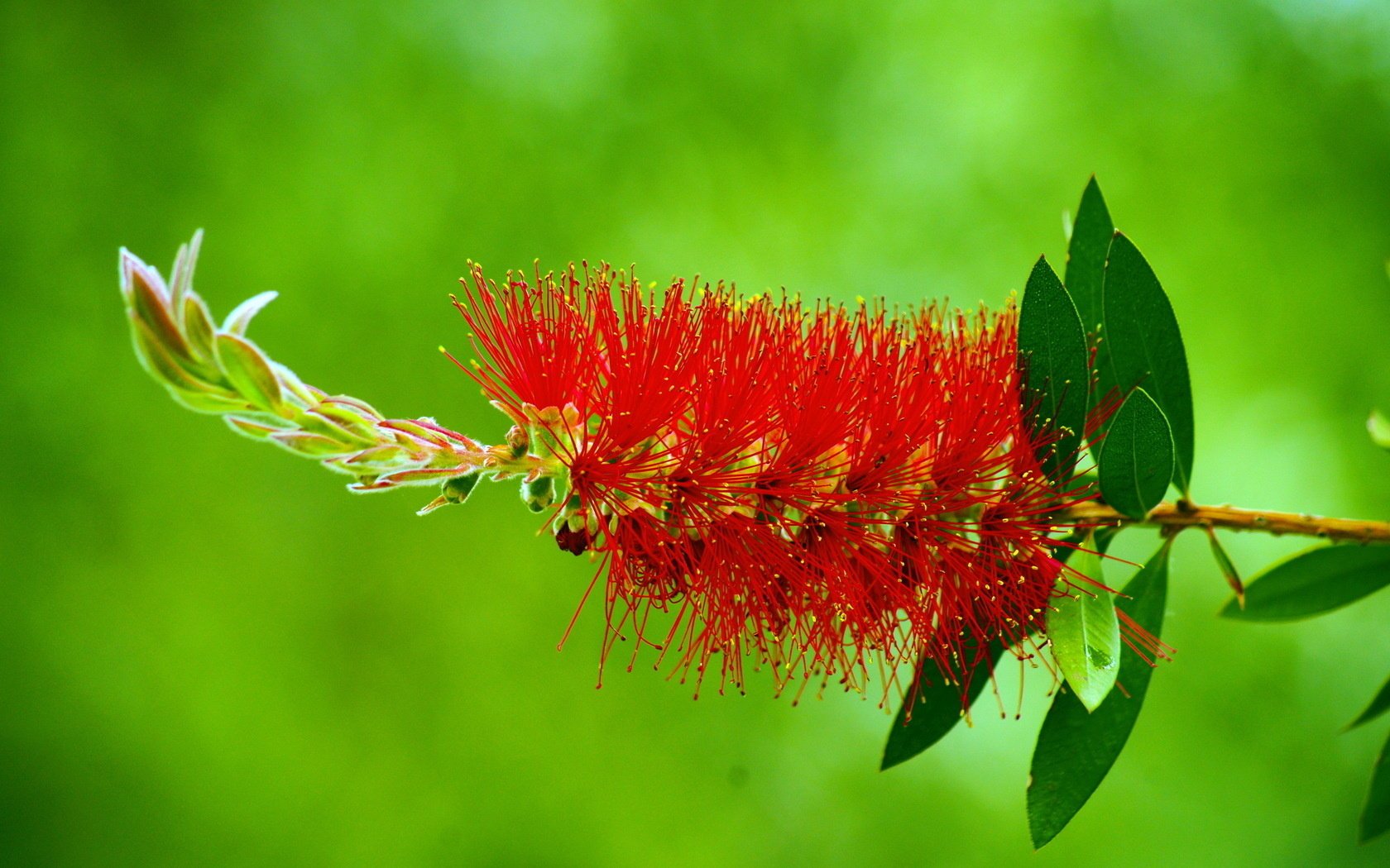 verde sfondo rosso fiore