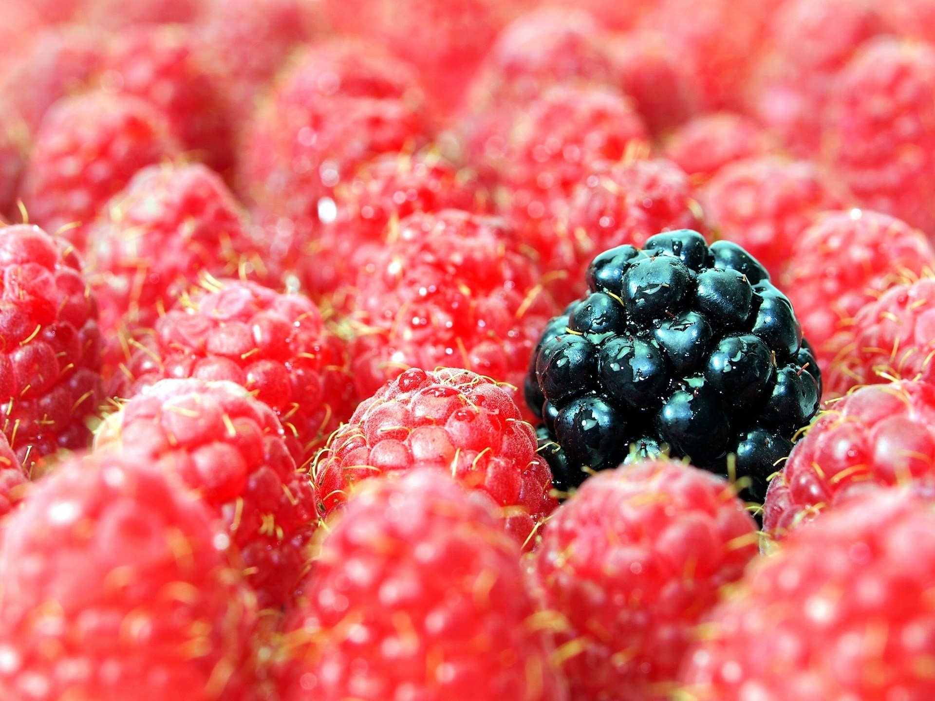 gros plan baies mûres framboises