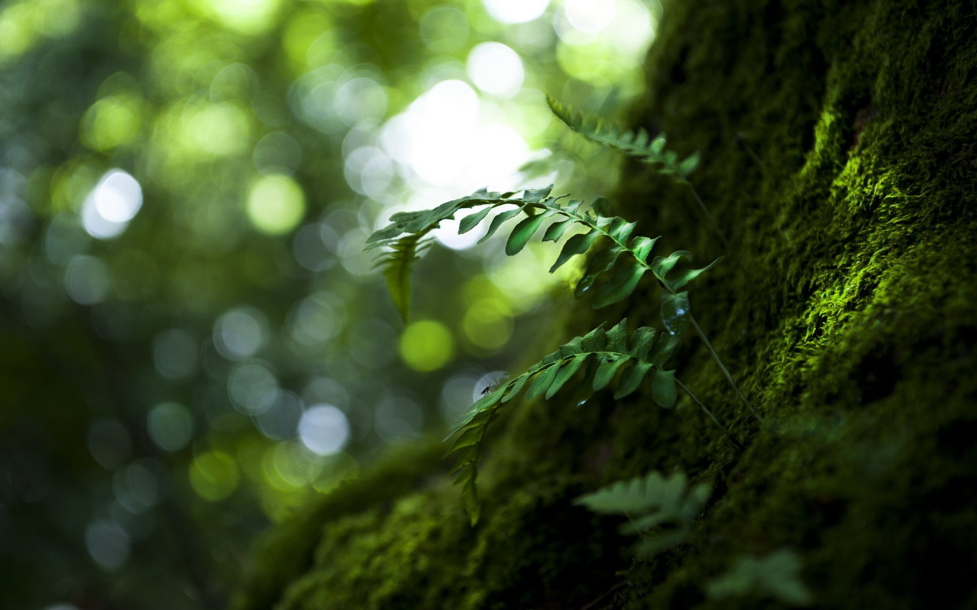 natura foglie macro albero