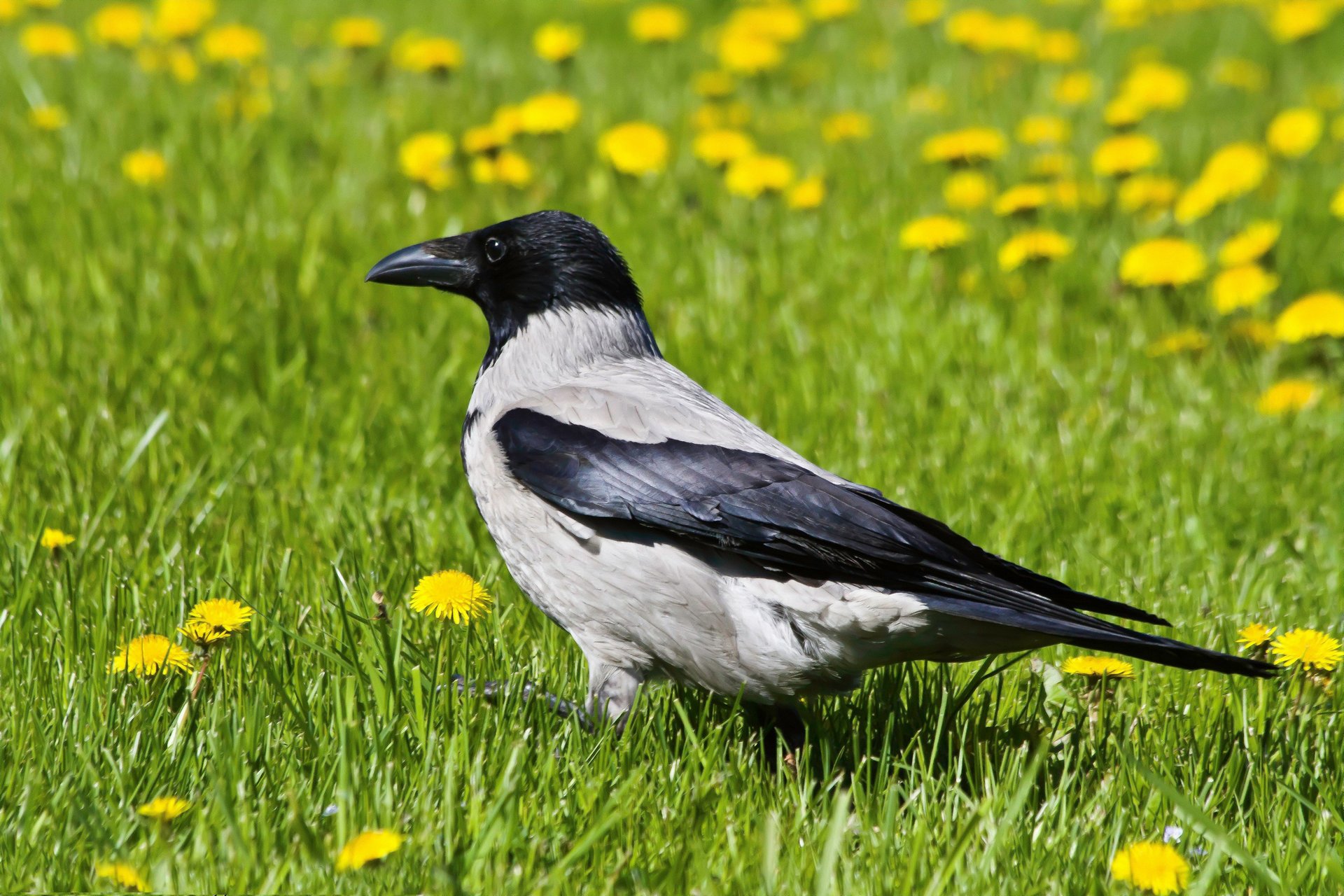 corbeau pissenlits herbe