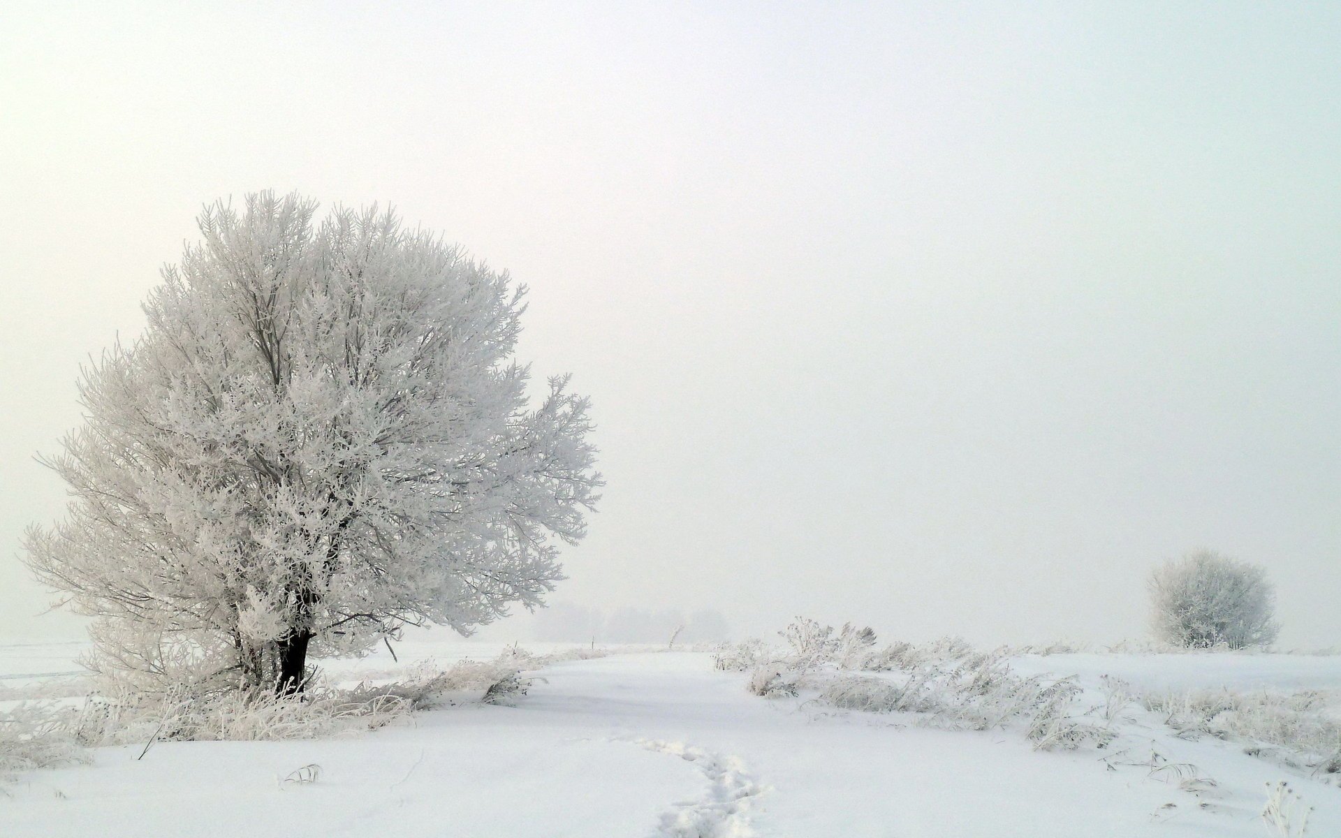 now fog trees winter