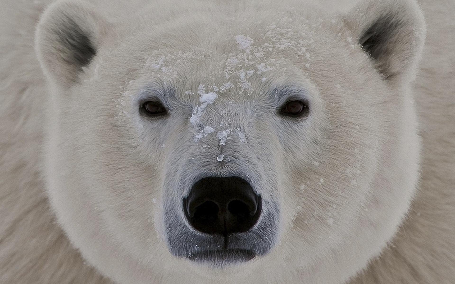 blanc ours museau