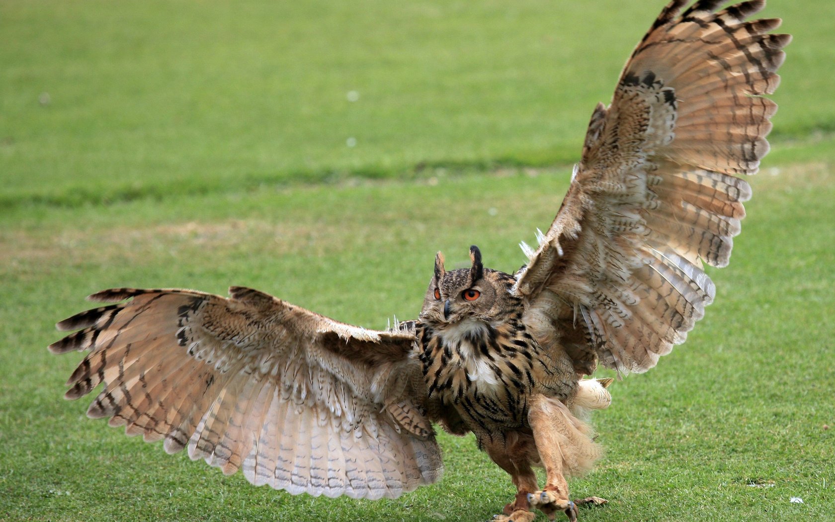 hibou fond herbe ailes vert