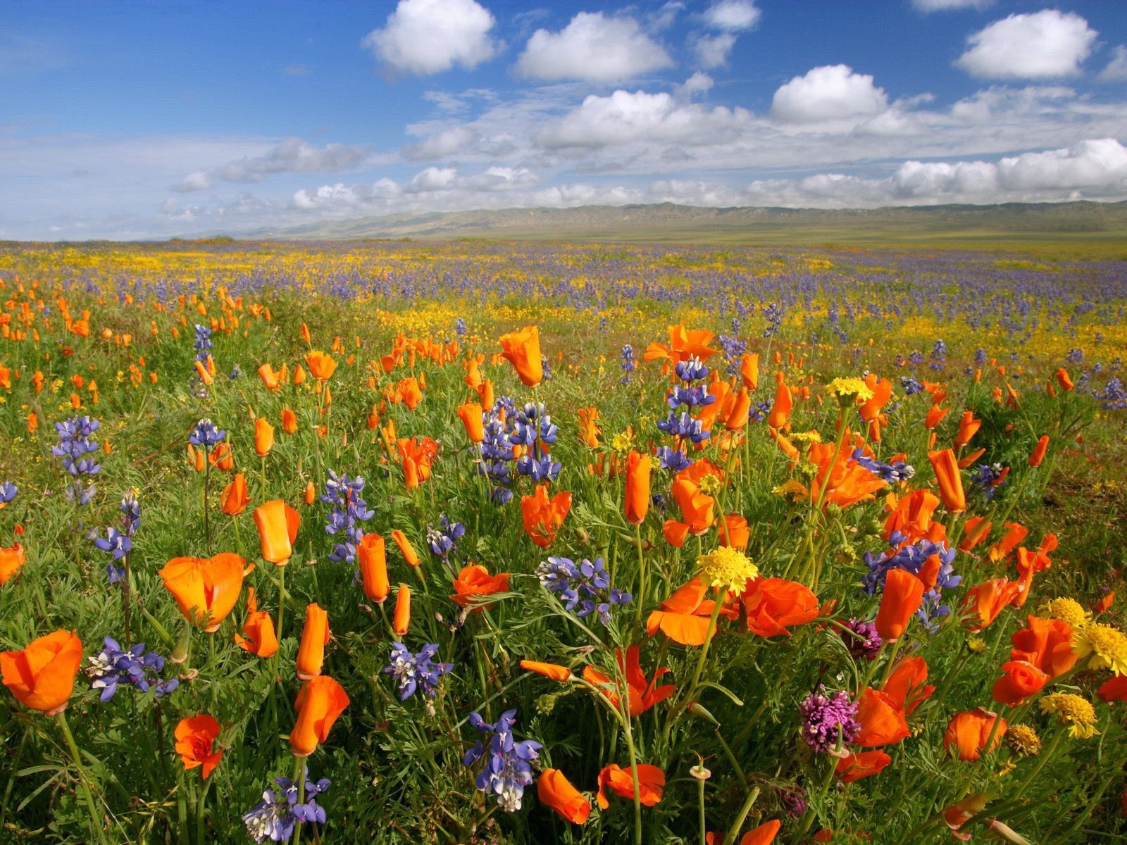 feld wolken berge blumen