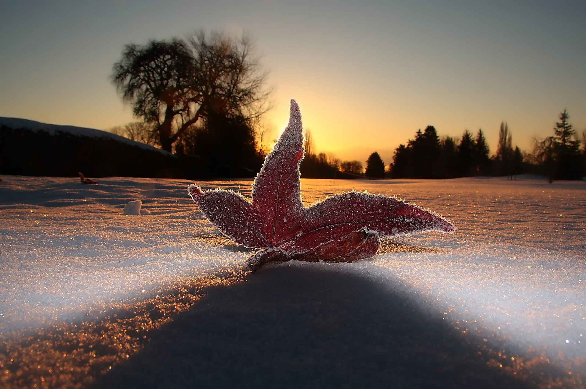 sera neve macro gelo foglia cielo