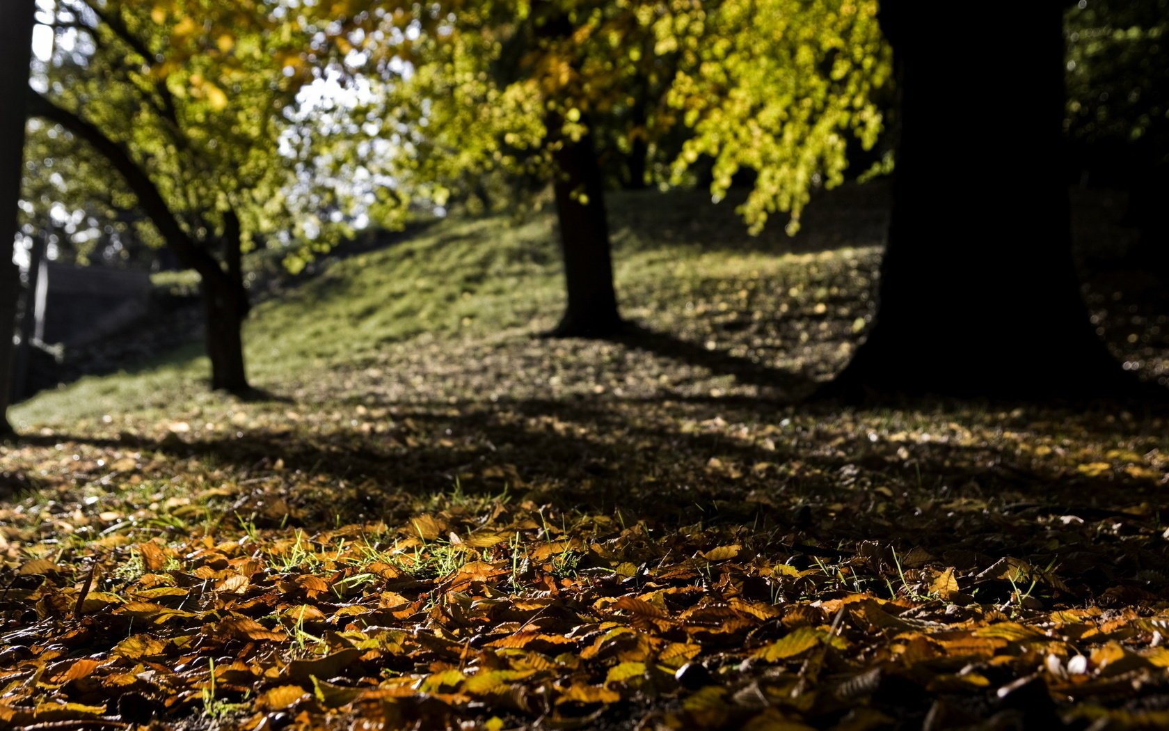 nature fallen leaves blur autumn