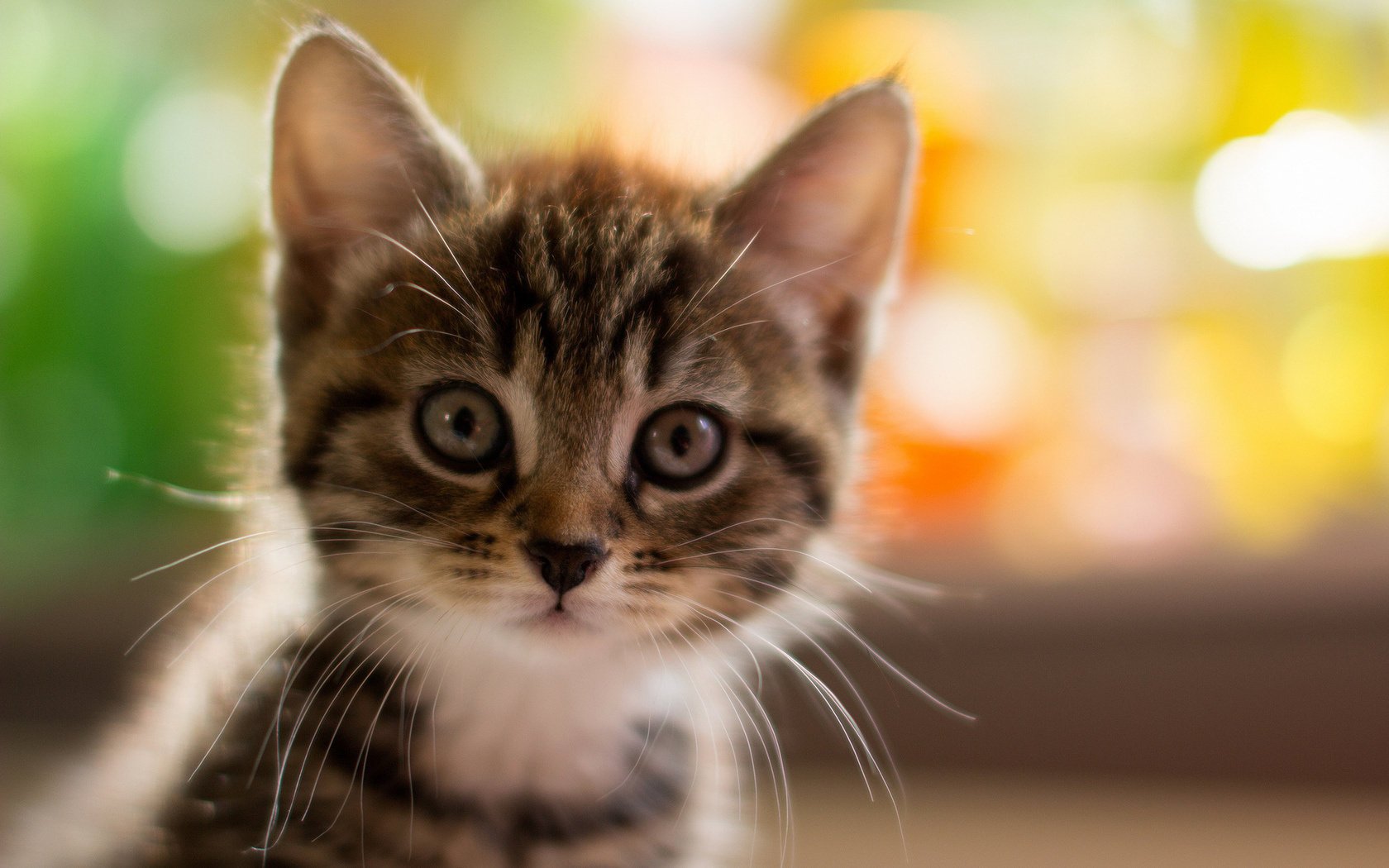 chaton museau gros plan