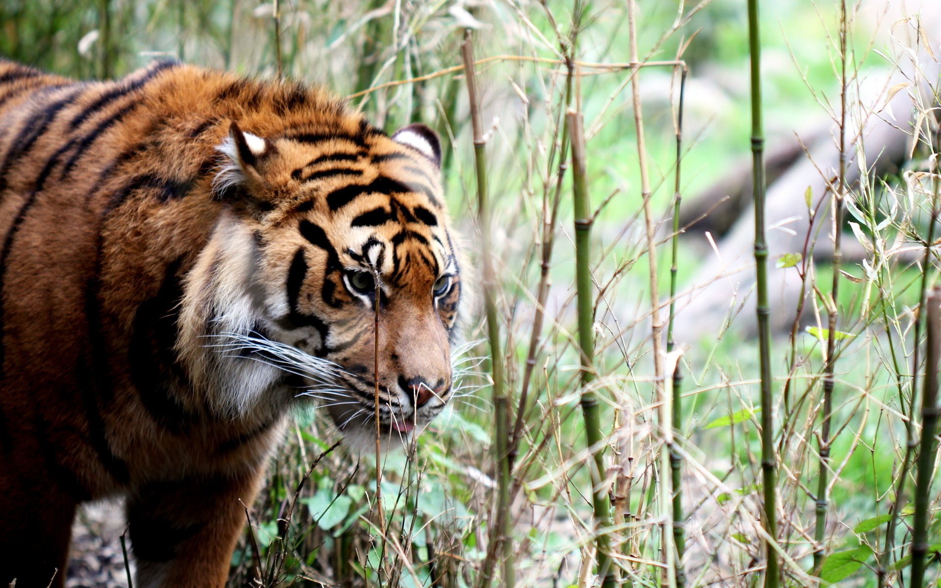 background tiger nature