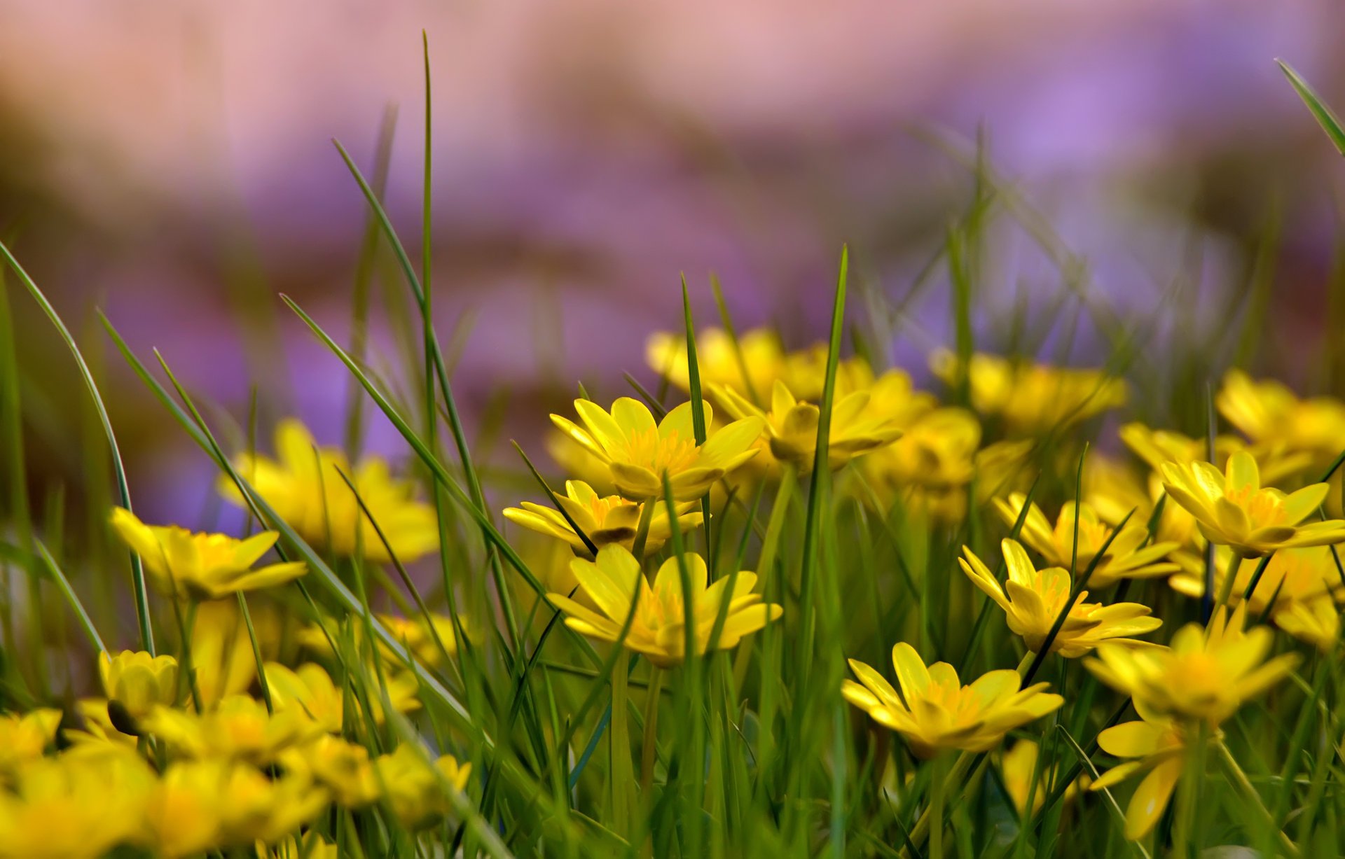 gelbe blumen gras lichtung sommer