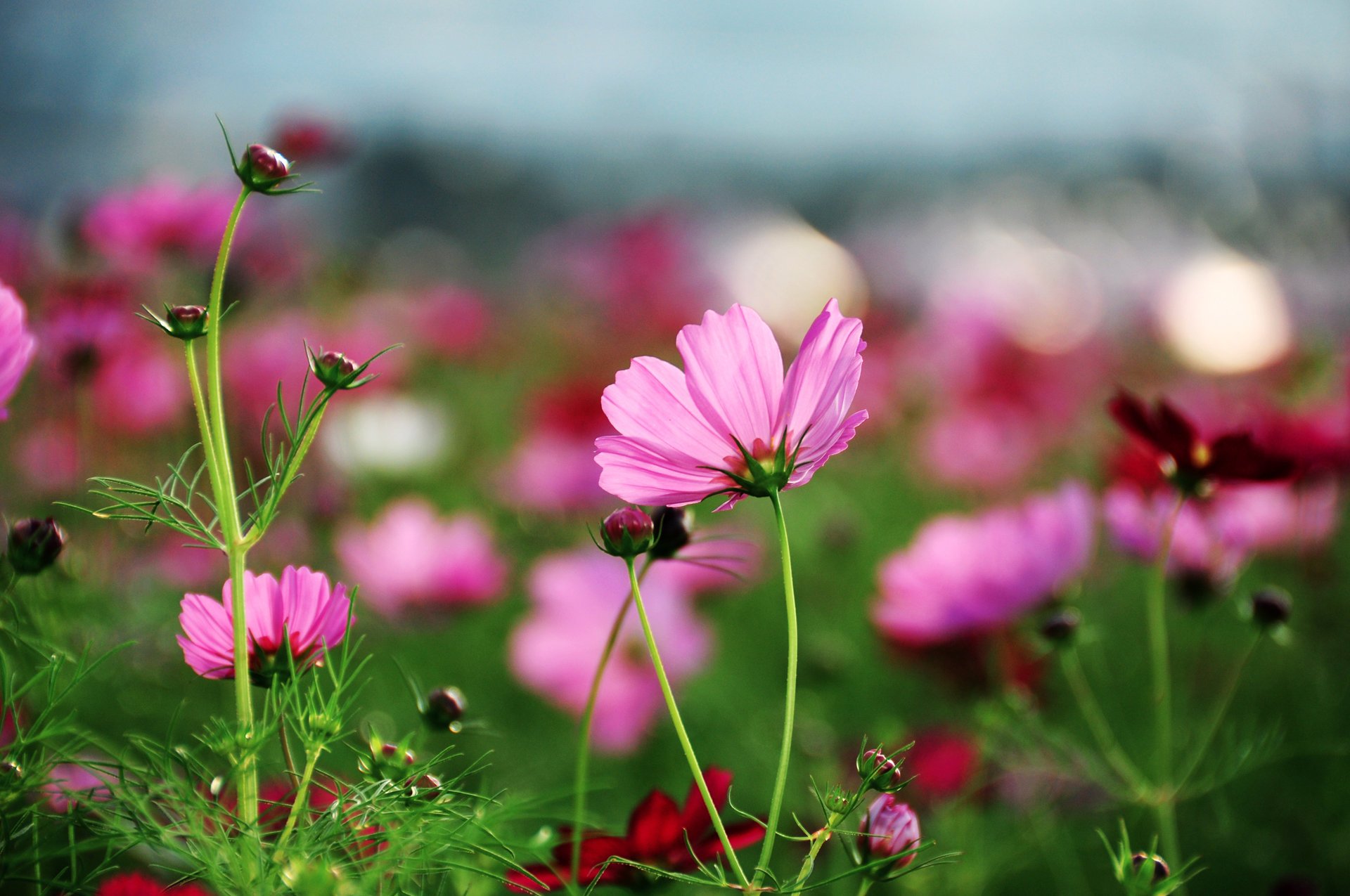 kosmeya flowers bright pink grass petal