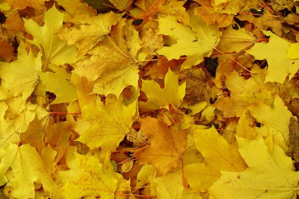 Yellow autumn leaves on the ground