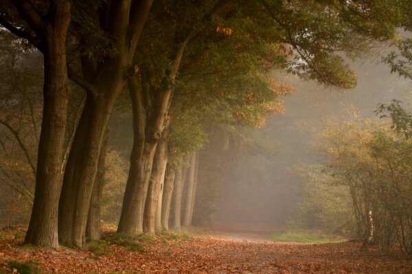 Leichter Nebel im Herbstwald. Herbstliches Laub unter den Bäumen