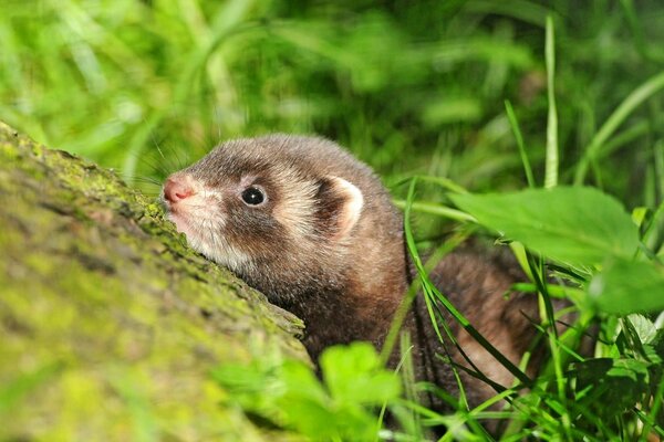 Hiding ferret in the green grass