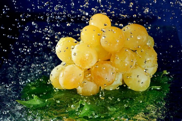 Racimo de uvas con gotas de agua