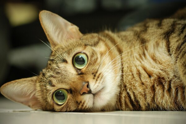 Gato pelirrojo con ojos verdes yace