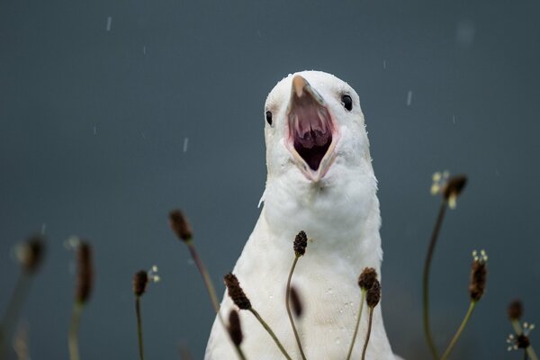 The cry of a beautiful white bird against a gloomy sky