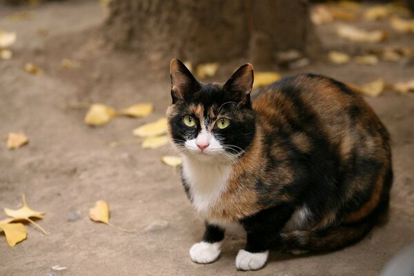 Tricolor cat in autumn on earth