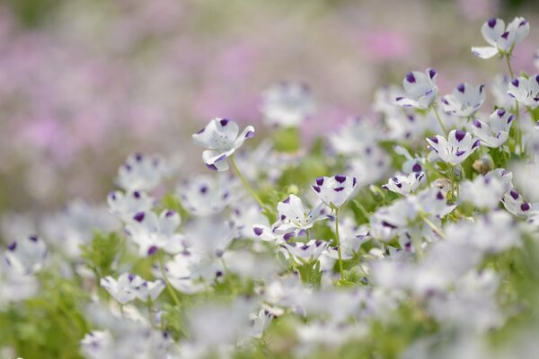 White and purple flax petals