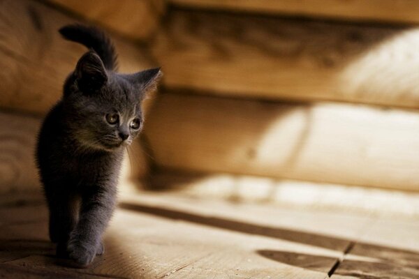 Chaton gris vient à la lumière