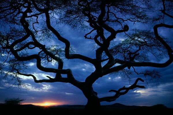 Sila un árbol torcido al atardecer