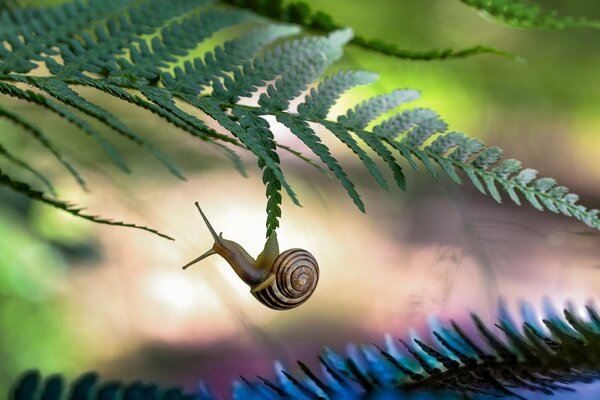 Snail falling from green foliage