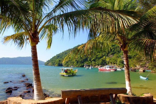 Palm trees and boats in the bay