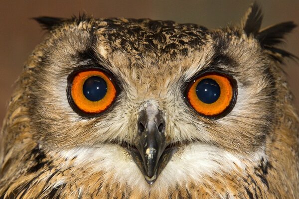 Big - eyed brown owl