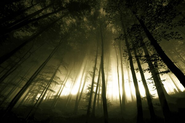 Gloomy trees on the hill and the light coming through the trunks