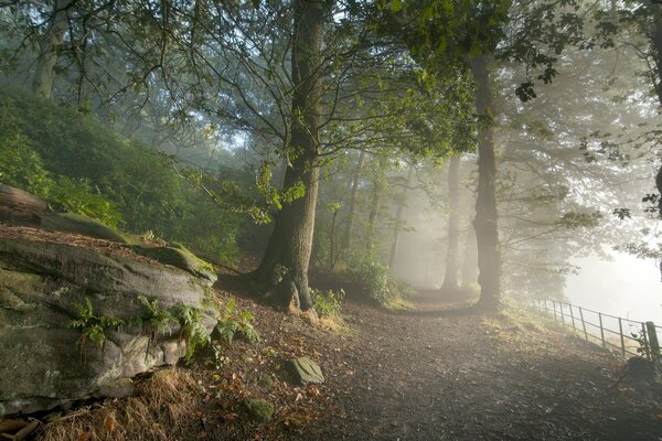 A road in a foggy forest in nature