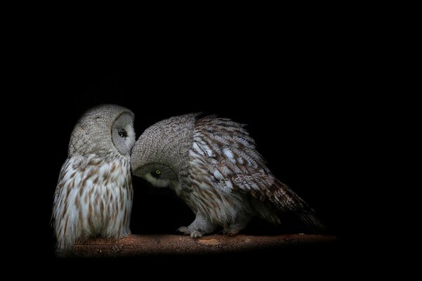 Two owls on a branch are going about their business