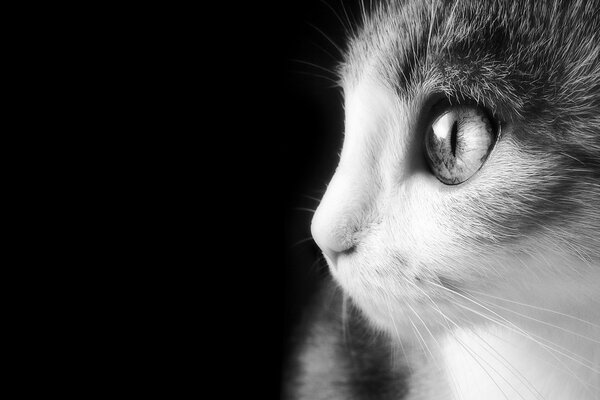 Le regard du chat. Photo noir et blanc