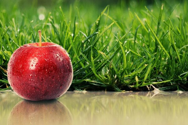 Red apple on a background of green grass