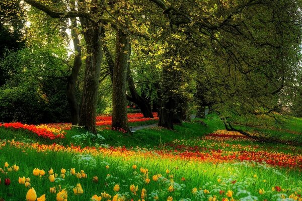 Spring park with blooming tulips