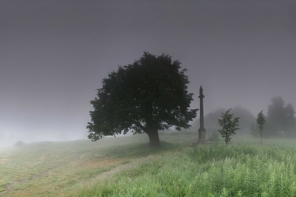 Gloomy photo of a tree in the fog next to Stella