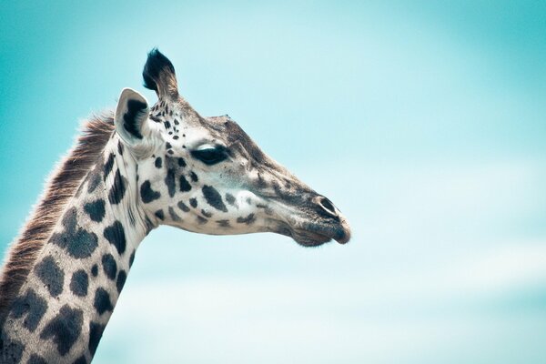 Giraffa bianca con macchie su uno sfondo di cielo blu