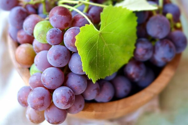 Racimo de uvas maduras en un tazón