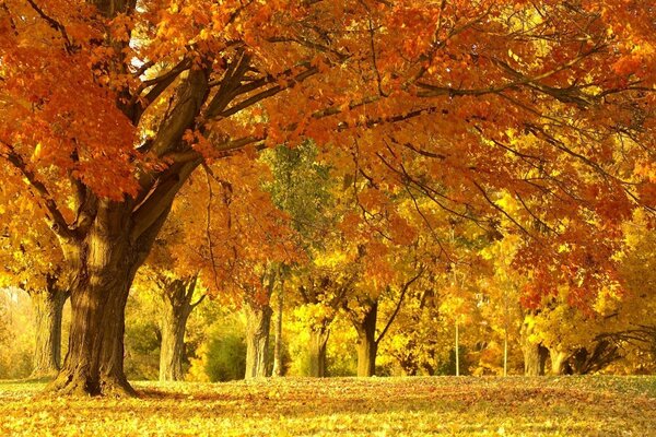 Árbol grande de la naturaleza del otoño dorado