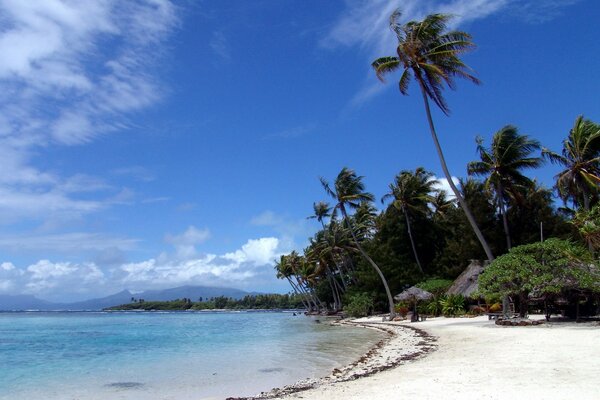 Hermosa playa de arena blanca con palmeras