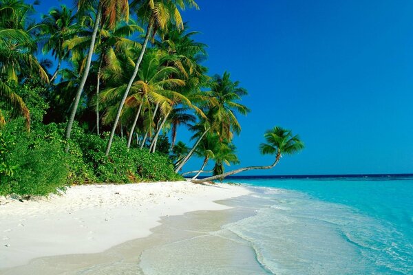 Snow-white sand on the seashore and palm trees against the blue sky