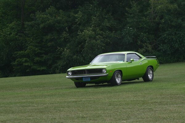 Green Plymouth on the background of nature