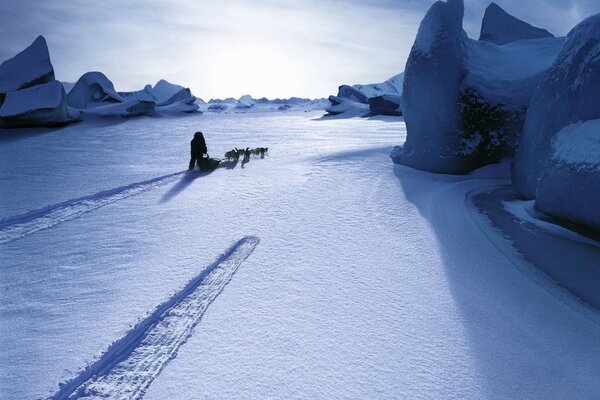 A pack of dogs in the snow