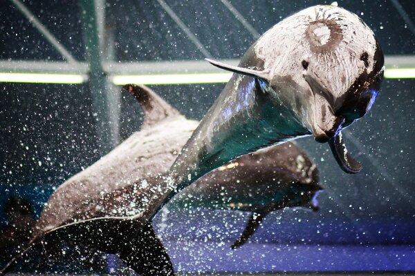 Der herausspringende Delphin schuf einen Spritzer