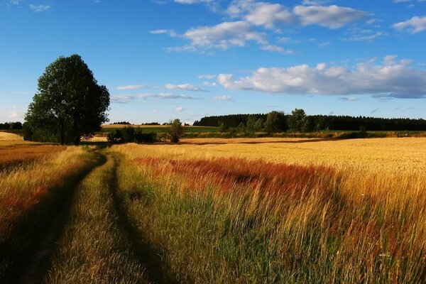 Campo di grano strada e albero