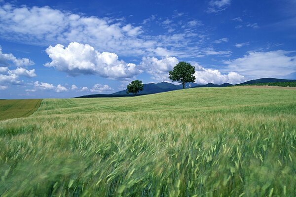 Grenzenloses Feld mit Wolken auf dem Hintergrund von schönen Bäumen