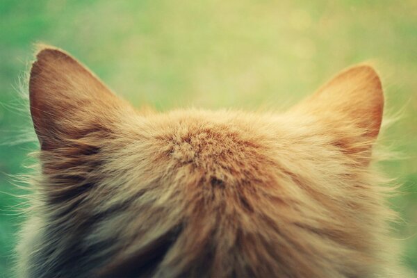 Cabeza roja de un gato peludo